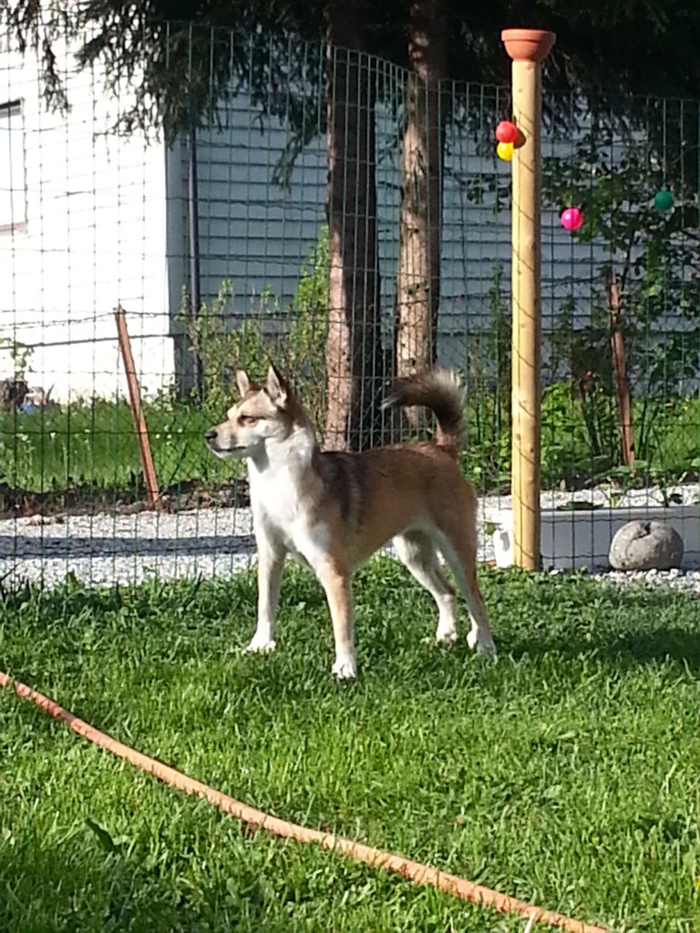 Løvheims Ratatosk NO51739/10 DK N UCH