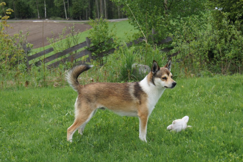 Navahoos Birk Yksander S18786/2009 INT UCH NV-10-13