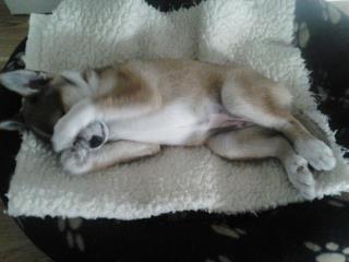 Luna 12 uker gammel Luna sover