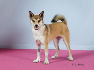 European Dog Show Lilleström 2015 Bir valp