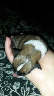 Falinn av Revehjerte